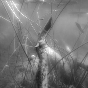 Lumpeet vajoavat pohjalle 2