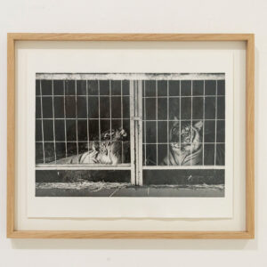 Tiikerit, Bois de Vincennes, sarjasta Dans les jardins de P