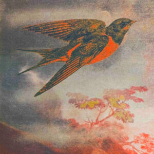 Have you seen a Swallow Walking Before? 2