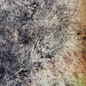 Dormancy (Day)