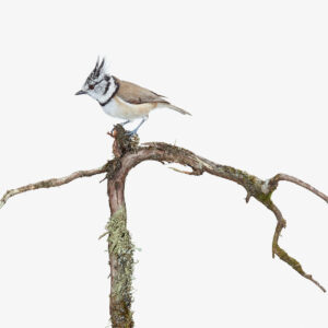 Lophophanes cristatus 1 (töyhtötiainen)