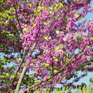 Muistutus kuolevaisuudesta I / Reminder of mortality I