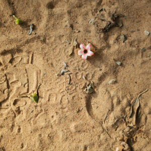 Muistutus kuolevaisuudesta II / Reminder of mortality II