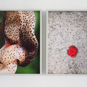 Hertta Kiiski + Janne Punkari: Kukkadiptyykki