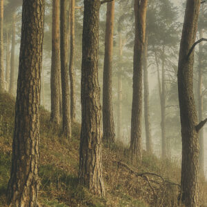 Finding Calmness