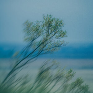 The loneliest trees in Iceland