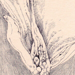 Ovules II