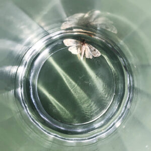 Last drop / Viimeinen pisara