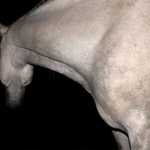 White Horse
