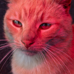 "Janne" sarjasta "Black Cat Kingdom"