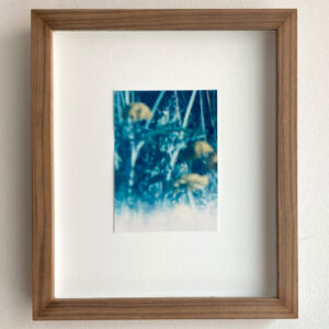 Nimetön (sininen kukkaketo)